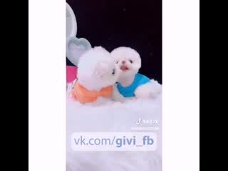 Котята и tik tok, тик ток, like, юная, няша, молодые, модель, домашнее, тверк, топ, секс, periscope, перископ, школьница