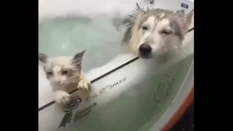 А блохи, снимают на камеру)