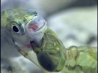 Dragonfly hunting mosquito larvae and fishes (#221)