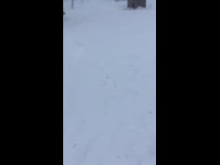 Live тёплая лапа ирбиса