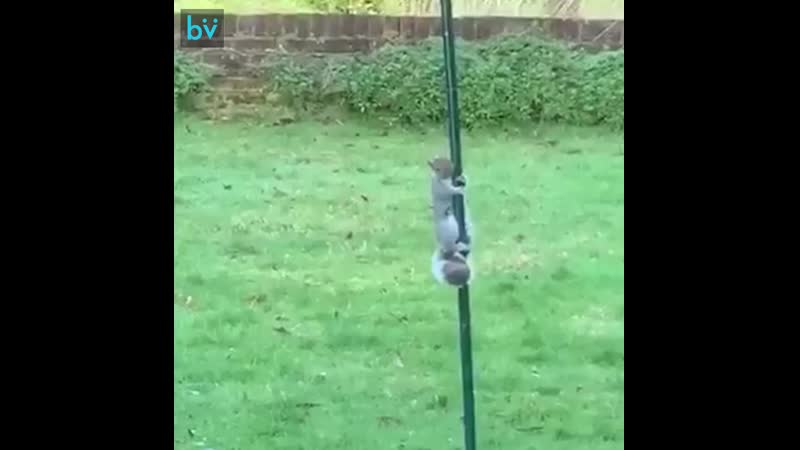 «моей маме надоело, что белки крадут еду для птиц, поэтому она решила смазать кормушку жиром»