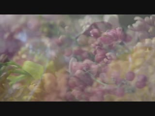 #foreverguilty gucci guilty female fragrance ¦ ingredient video