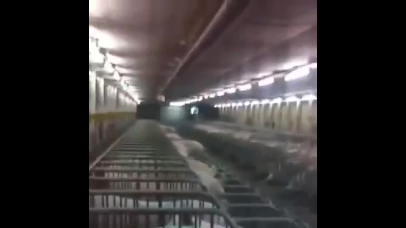 Командует украинцами