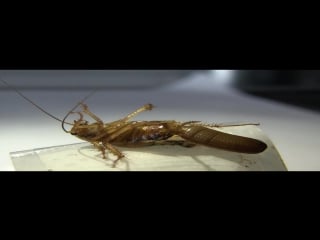 German cockroach drops egg when feels threatened
