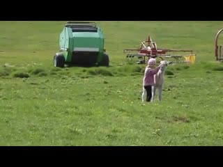 Little icelandic girl playing with a lost foal instant bffs