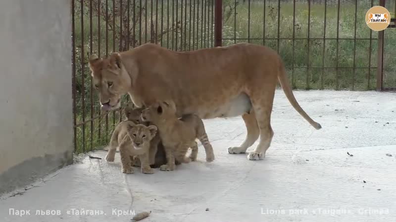 Говорящие львята такого вы еще не слышали лолины малыши тайган lion cubs are