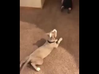 Best animals1 20200530 001345 0 mp4