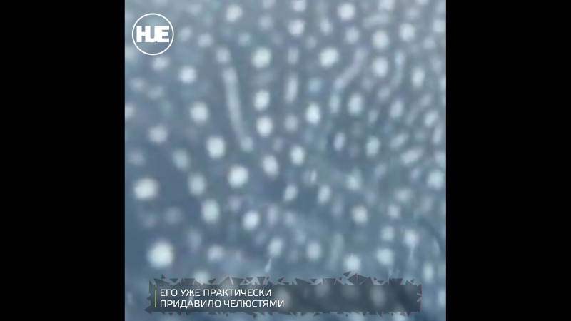 Норвежский дайвер едва не попал в пасть к акуле