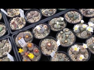 How to water care for lithops living stones includes when to water, light, soil, fertiliser