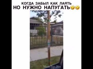 Забыл как лаять