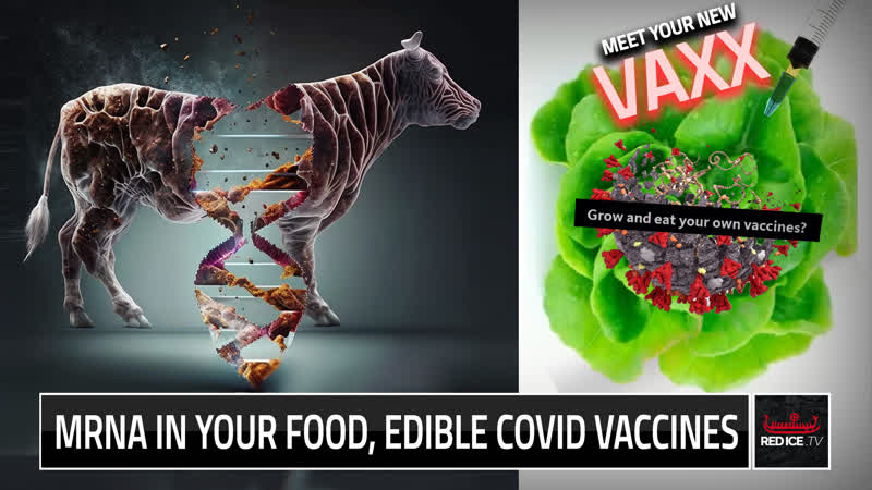 Mrna in your food, edible covid vaccines