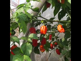 Carolina reaper