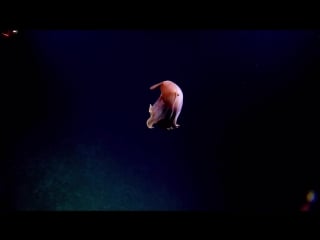 Majestic dumbo octopus dances for hercules nautilus live