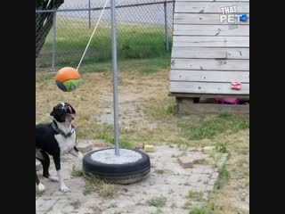 Развлекушки с мячами