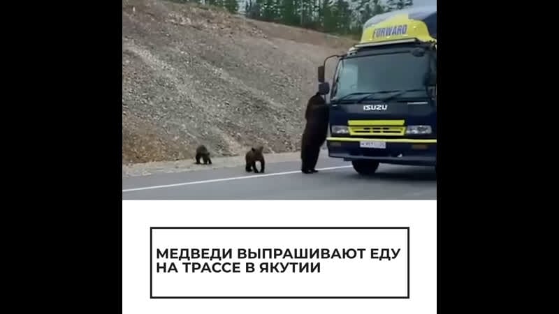 Голодные медведи выпрашивают еду