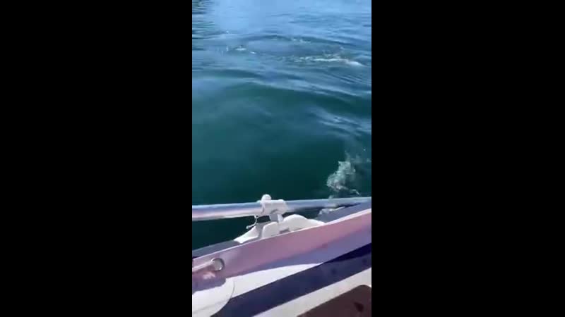 Бегство от косаток (vhs video)