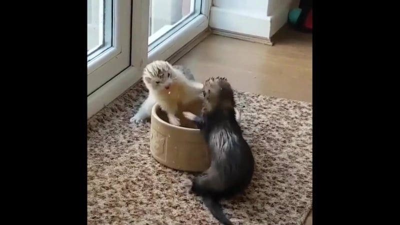 Соперничество наиболее очаровательны, хорьки