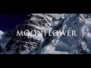 Лунный цветок / moon flower