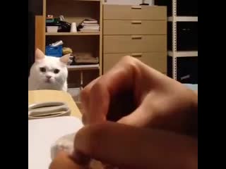 Cat destroyed his favorite toy he is watching the surgical repairs with great interest