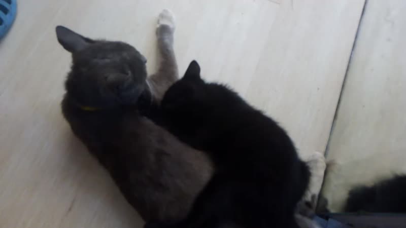 Котёнок сосёт кота!