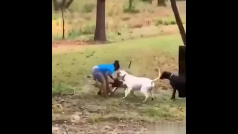 Спасла утку