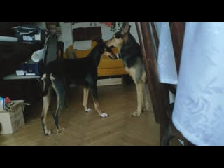 Смол и наяна балуются дома