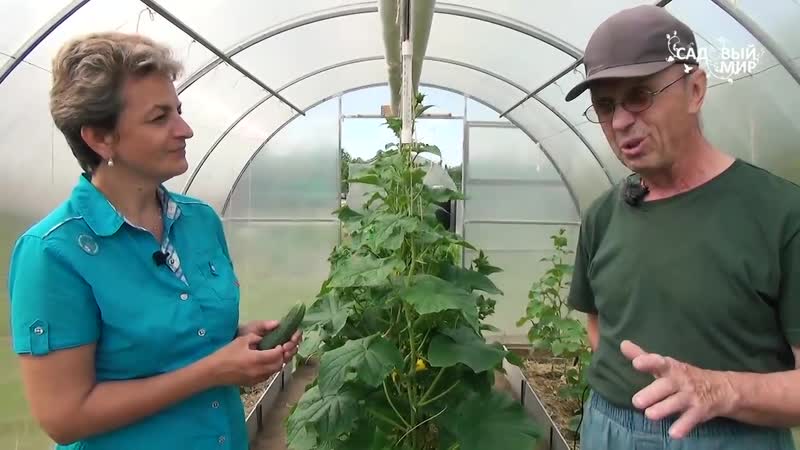 Самый ранний урожай огурцов! парник домик в теплице