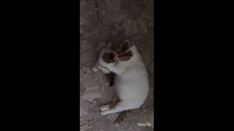 Мариша ( capel manor и софушка (kalani sophie) ❤😍🥰
