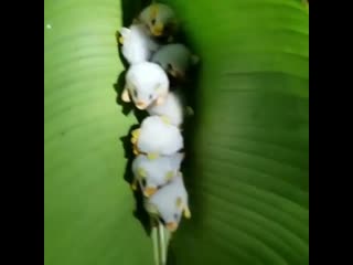 Honduran white bats snuggling up in a leaf in the costa rican rainforest 🦇 🍃