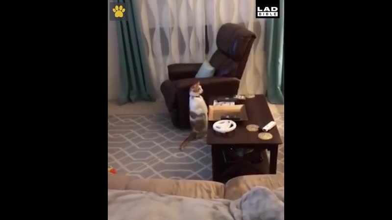 Милый, мне кажется, мы сломали котика