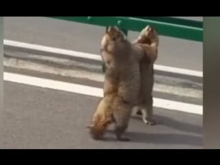Massive squirrels have road rage battle on the road