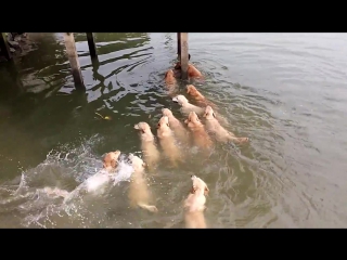 Swimming with golden retrievers