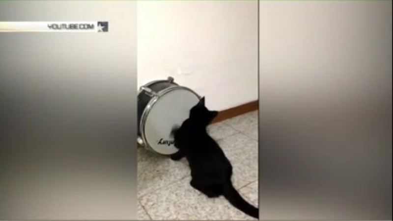 Коты барабанщики захватывают интернет