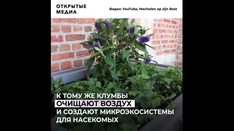 В амстердаме устанавливают клумбы писсуары с коноплёй