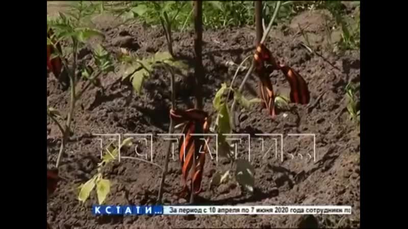 Россияне думают, что колорадская ленточка одним своим видом отпугнёт овощных вредителей mp4