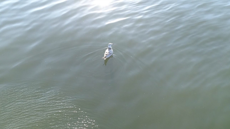 Суворовское водохранилище молодая чайка