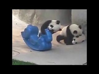 Панды развлекаются