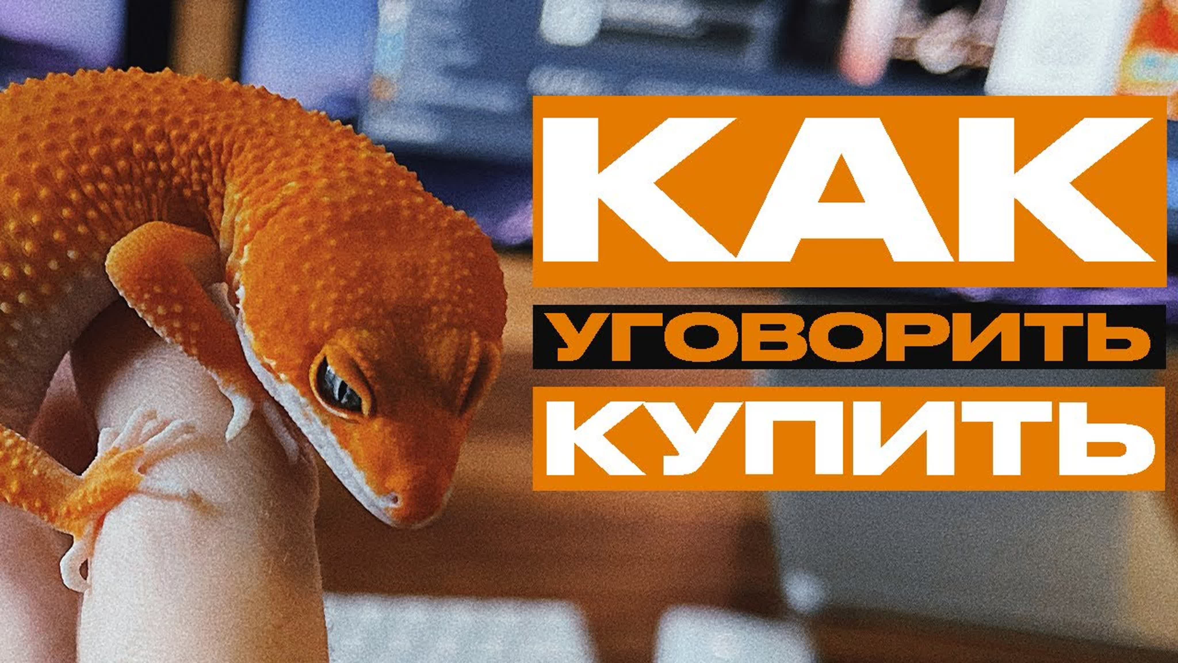 Как уговорить близких купить тебе рептилию советы и факты panteric news  уборка в террариуме - BEST XXX TUBE