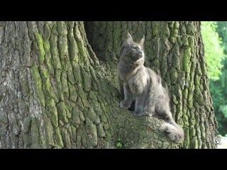 Кошка мейн кун candycoon's katie belle blue видео в 4 месяца