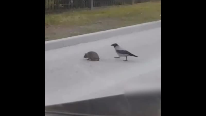 Ворона переводит ежа