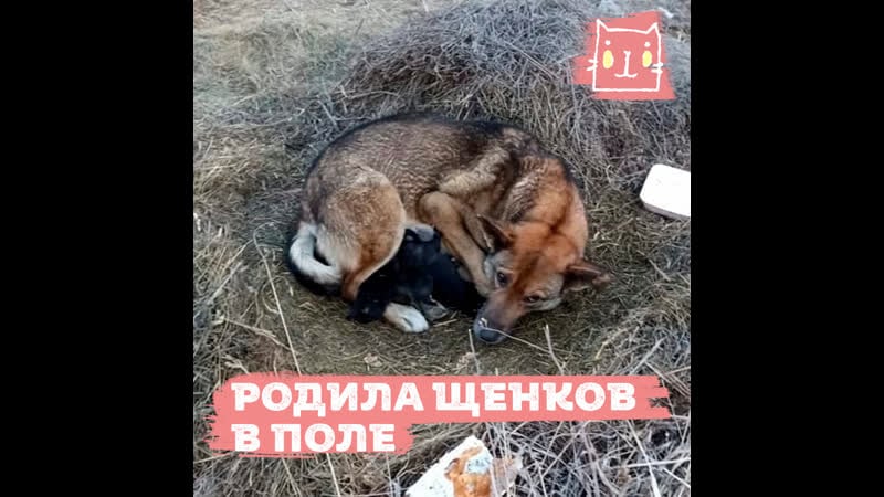 Спасли маму молодые и ее щенков