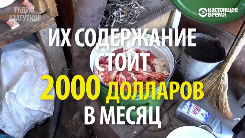 Забытый зоопарк звери в гюмри брошены на произвол судьбы