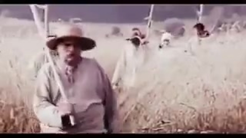 «зеленеє жито, зелене»