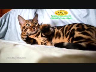 Boy 4 black, dakota gold, bengal cat, cattery, kitten, 08122018