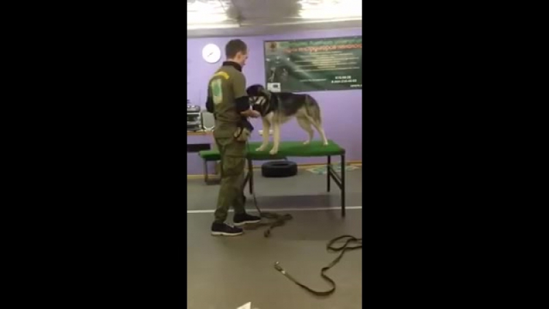 Кинолог или садист! ужасные издевательства над молодые +18 (1)