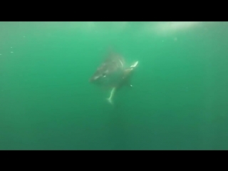 Massive tiger shark attacks hammerhead shark