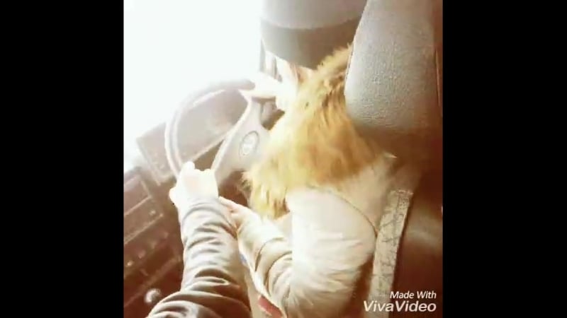 Түске дейін жазамыз түстен кейін айдаймыз ///манз