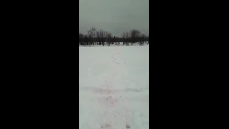 Волки утащили / съели молодые каазскую овчарку