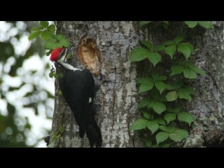 Таймлапс дятел долбит дупло