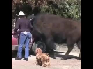 Best animals1 20200530 002231 0 mp4
